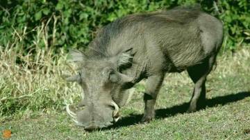 अफ्रीका का अनोखा जानवर वार्थोग: दिलचस्प तथ्य और जानकारी