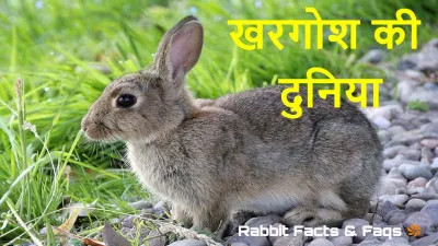 लंबे कानों वाले पालतू जानवर! खरगोश के बारे में कुछ अनोखे और रोचक तथ्य Interesting Facts about Rabbits