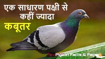 कबूतर: सिर्फ एक साधारण पक्षी से कहीं ज्यादा! रोचक तथ्य 25+ Interesting Facts about Pigeon