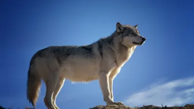 सपने में भेड़िया देखना: अकेलेपन का एहसास या आंतरिक शक्ति की खोज? Wolf in Dreams