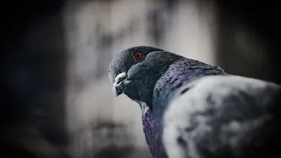 सपने में कबूतर देखना (Sapne me Kabootar Dekhna) – शुभ-अशुभ अर्थ और धार्मिक व्याख्या