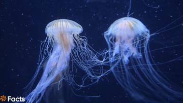जेलीफ़िश: डंक मारने वाली फ़िश! अद्भुत और रोचक तथ्य Amazing Facts about Jellyfish in Hindi