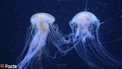 जेलीफ़िश: डंक मारने वाली फ़िश! अद्भुत और रोचक तथ्य Amazing Facts about Jellyfish in Hindi