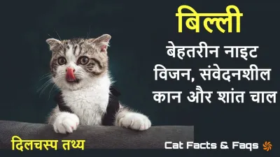 बिल्लियों के बारे में दिलचस्प तथ्य! Amazing Cat Facts in Hindi