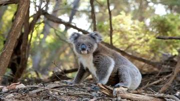 ऑस्ट्रेलिया का प्यारा राजा - कोआला के बारे में अनोखे और रोचक तथ्य! Interesting Facts About Koala