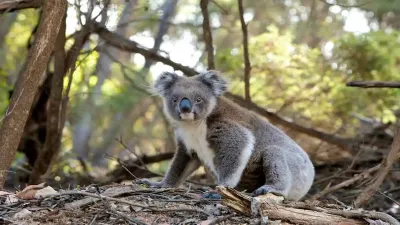 ऑस्ट्रेलिया का प्यारा राजा - कोआला के बारे में अनोखे और रोचक तथ्य! Interesting Facts About Koala