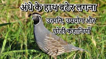 किस्मत का खेल: अंधे के हाथ बटेर लगना! मुहावरे की उत्पत्ति, उपयोग और 5 छोटी कहानियाँ