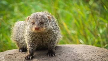 नेवला: सांप का सबसे बड़ा दुश्मन 🐍 | जानें 20+ रोचक और अनजाने तथ्य (Mongoose Facts in Hindi)