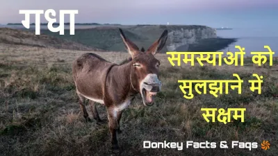 गधों की बुद्धिमानी: मूर्खता से परे! Interesting Donkey Facts in Hindi