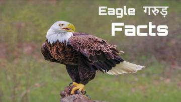 आकाश का राजा: गरुड़ का वैभव, सांस्कृतिक महत्व और रोचक तथ्य! Interesting Facts about Eagle in Hindi