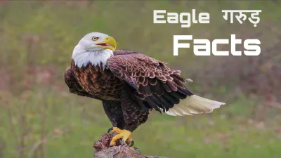 आकाश का राजा: गरुड़ का वैभव, सांस्कृतिक महत्व और रोचक तथ्य! Interesting Facts about Eagle in Hindi