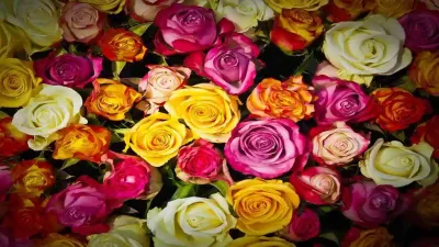 सुंदरता और प्यार का प्रतीक: गुलाब के बारे में अज्ञात और रोचक तथ्य! Interesting facts about Rose