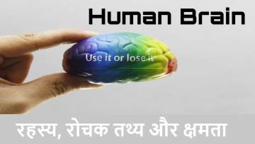 मानव मस्तिष्क : रहस्य, रोचक तथ्य और क्षमता! Interesting Facts about Human Brain in Hindi