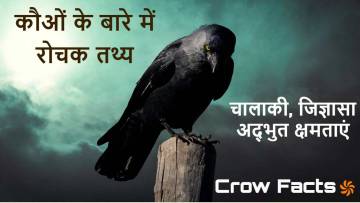 काँव-काँव: कौओं के बारे में रोचक तथ्य! Crow Facts in Hindi