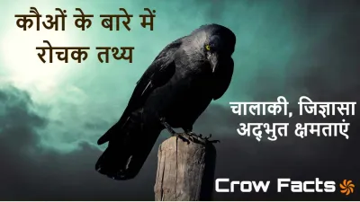 काँव-काँव: कौओं के बारे में रोचक तथ्य! Crow Facts in Hindi