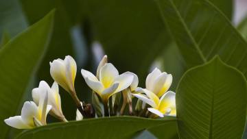 Sapne Mein Champa Dekhna (9 अर्थ) — शुभ संकेत या छुपी चेतावनी?