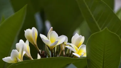 Sapne Mein Champa Dekhna (9 अर्थ) — शुभ संकेत या छुपी चेतावनी?