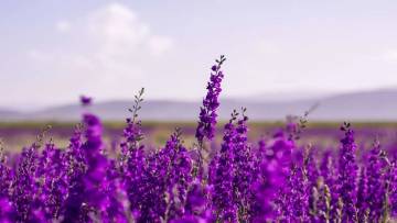 सुंदर और सुगंधित पौधा लैवेंडर के औषधीय उपयोग और रोचक तथ्य! Interesting Facts about Lavender