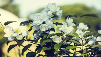 सौंदर्य, सुगंध और रहस्यमय तथ्यों का संगम: चमेली के औषधीय उपयोग और रोचक तथ्य