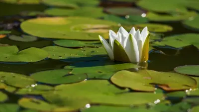 रात्रि की रानी और प्रकृति का अनमोल उपहार: कुमुदिनी के औषधीय उपयोग और रोचक तथ्य