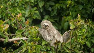 धीमी गति वाला अद्भुत प्राणी: स्लॉथ के बारे में जानकारी और रोचक तथ्य! Facts about Sloth