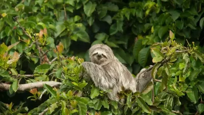 धीमी गति वाला अद्भुत प्राणी: स्लॉथ के बारे में जानकारी और रोचक तथ्य! Facts about Sloth