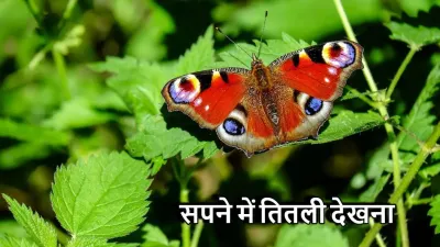 सपने में तितली देखना (7 अर्थ) — शुभ संकेत या बदलाव की चेतावनी?