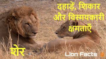 शेरों की दहाड़ और राज़: जानिए 30 दिलचस्प तथ्य!! Lions facts in hindi
