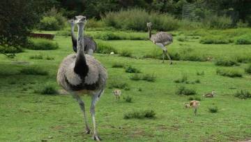 एमू: धरती पर दौड़ने वाला विशाल पक्षी जिसे उड़ने की जरूरत नहीं! Interesting Facts about Emu