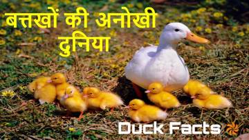 तैराकी में चैंपियन बत्तखों की अनोखी दुनिया: रोचक तथ्य! Interesting Facts about Ducks in Hindi
