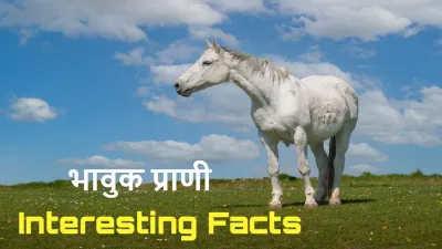 सदियों से मनुष्यों के साथी रहे घोड़ों के बारे में रोचक तथ्य! Interesting Facts About Horses in Hindi with FAQs