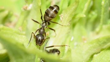 सपने में सफेद चींटी देखना: ज्योतिष और मनोविज्ञान के दृष्टिकोण से