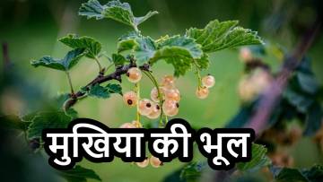 दुर्लभ औषधि का पौधा, बंदर और मुखिया की भूल: एक रोचक हिंदी कहानी