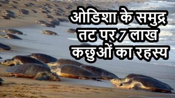 ओडिशा के समुद्र तट पर 7 लाख कछुओं का रहस्य: अरिबाड़ा की अद्भुत घटना