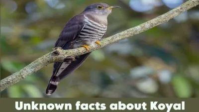 कोयल: प्रकृति का मीठा स्वर! कोयल के अनसुने रोचक तथ्य! Amazing Facts About Koyal