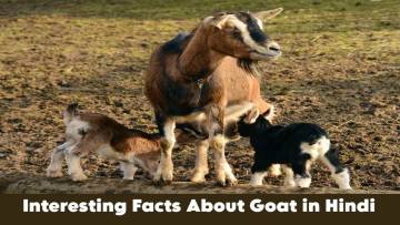 बकरी: सिर्फ दूध और मांस से परे रोचक तथ्य! Amazing Facts About Goat