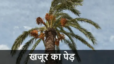 सपने में खजूर का पेड़ देखना – Sapne Me Khajoor Ka Ped Dekhna Ka Matlab