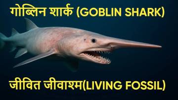 गोब्लिन शार्क: रहस्यमयी प्रजाति Living Fossil | Unknown Goblin Shark Facts in Hindi
