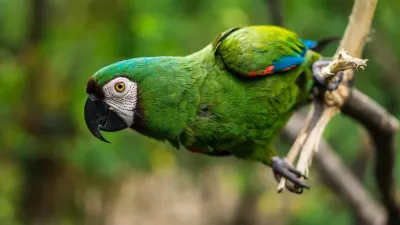 तोता: रंगीन दुनिया का चमचमाता सितारा! अनोखे और रोचक तथ्य Facts About Parrots