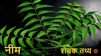 नीम के वैज्ञानिक प्रमाणों सहित विभिन्न उपयोगों और फायदों के बारे में जानें Neem Facts