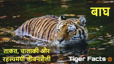 बाघ का दबदबा: बाघों के बारे में अनोखे और रोचक तथ्य! Tiger Facts in Hindi