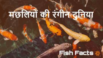 जल की रंगीन दुनिया: मछलियों के अद्भुत रोचक तथ्य! Amazing Facts About Fish