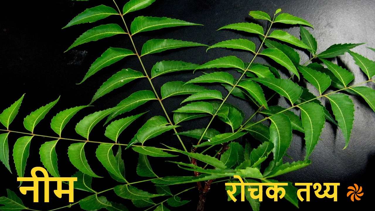 नीम के वैज्ञानिक प्रमाणों सहित विभिन्न उपयोगों और फायदों के बारे में जानें Neem Facts