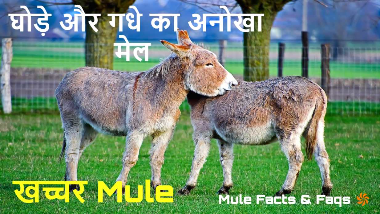 घोड़े और गधे का अनोखा मेल! खच्चरों के बारे में कुछ रोचक तथ्य Amazing Mule  Facts in Hindi