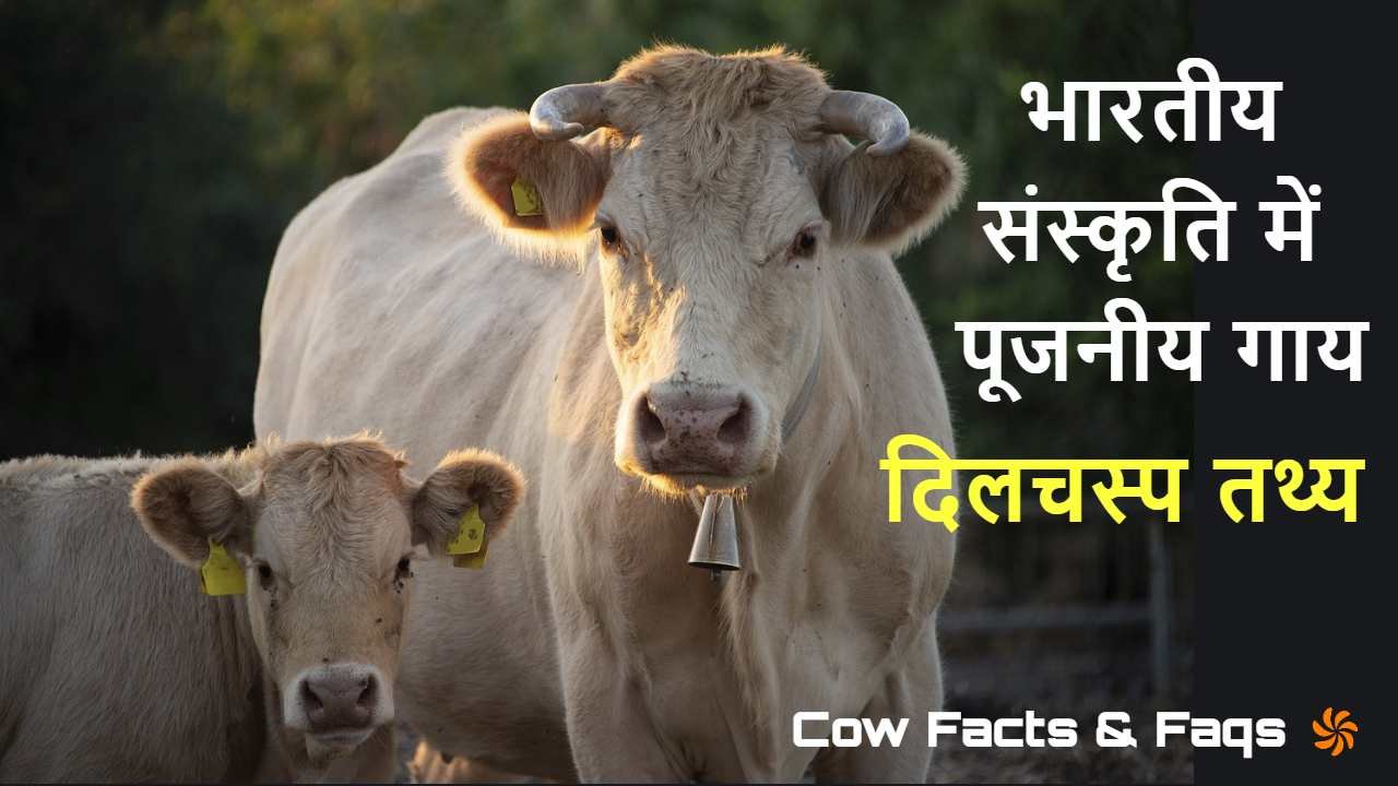 गाय माता: 10 ऐसे दिलचस्प तथ्य जो बहुत कम लोग जानते हैं