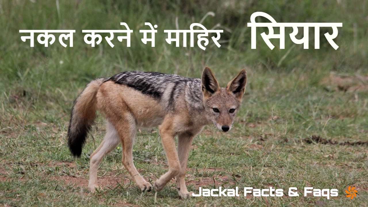 सियार - जंगल का बुद्धिमान खिलाड़ी! अद्भुत तथ्य जो आपको चौंका देंगे