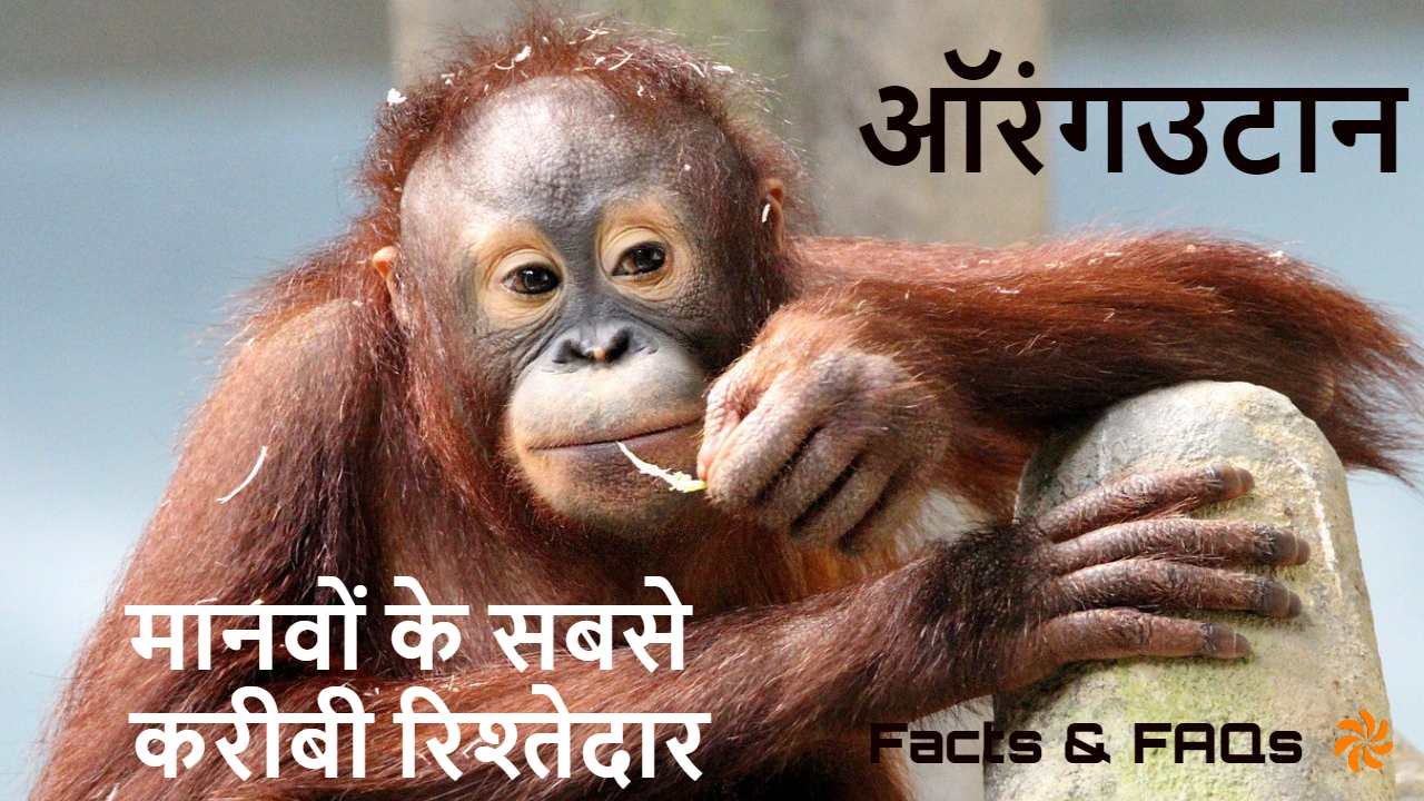 जंगल के बुद्धिमान: मानवों के सबसे करीबी रिश्तेदार! ऑरंगउटान के बारे में रोचक तथ्य! Orangutan Facts in Hindi