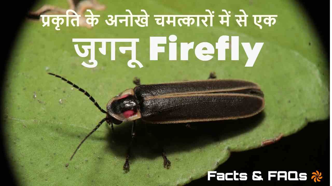 जुगनू कैसे चमकते हैं? जुगनू के अनोखे तथ्य - Firefly Facts in Hindi
