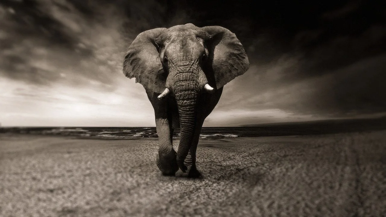 हाथियों के 30 अनोखे वैज्ञानिक तथ्य - Elephant Facts Hindi