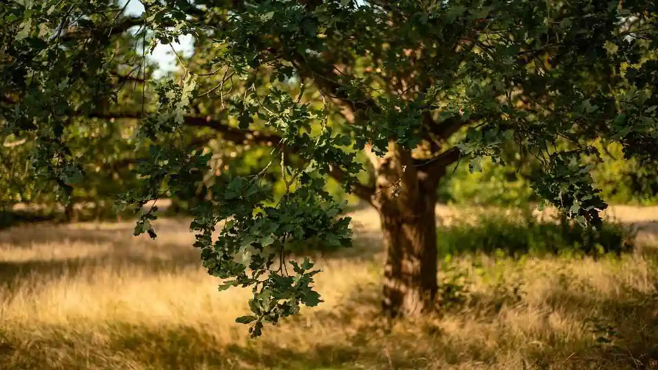 सपने में पेड़ देखना – यह सपना क्या दर्शाता है? Tree in Dreams Meaning in Hindi